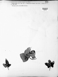 Cladosporium vagans image